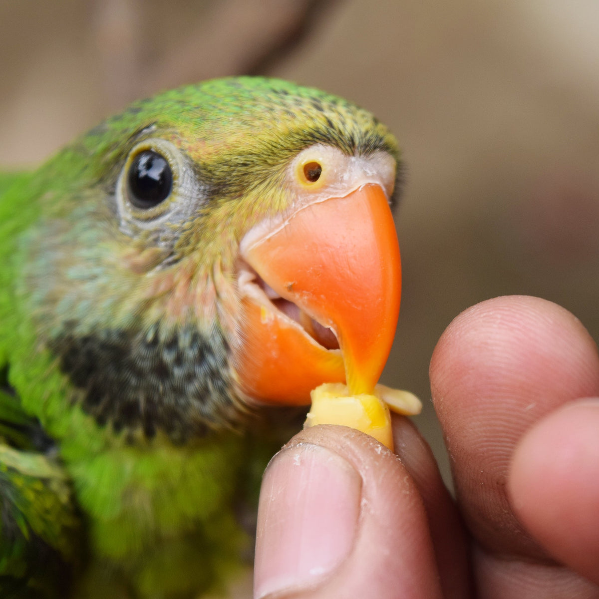 Best treats for conures sale