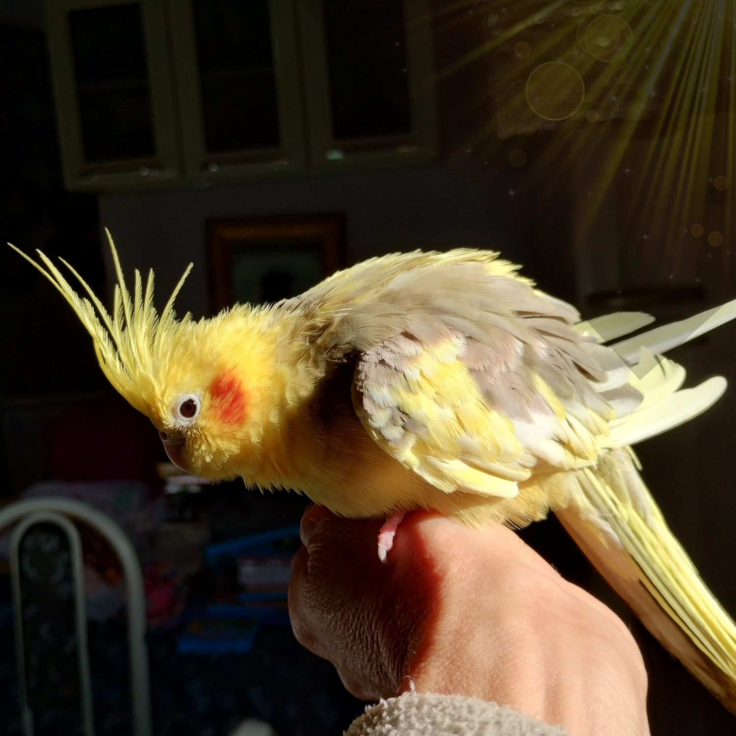 molting in parrots