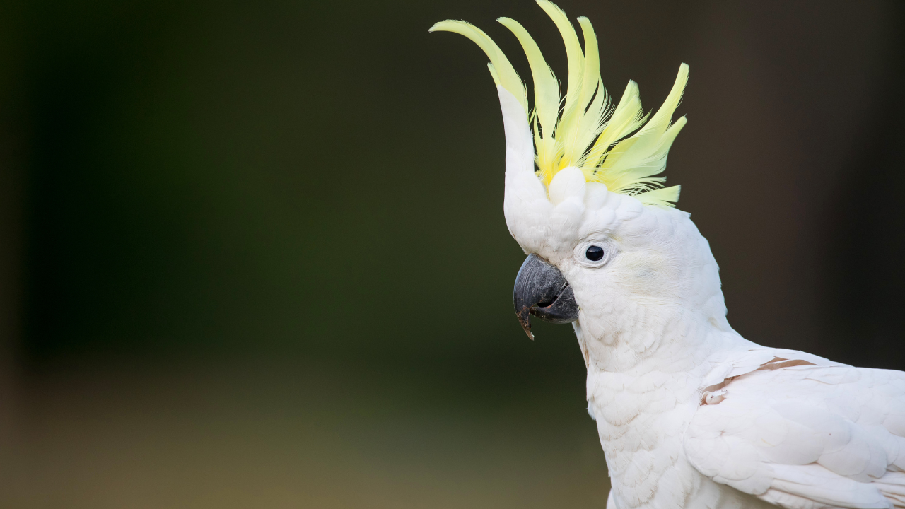 cockatoo bird dander