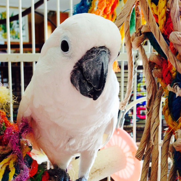 How To Help A Parrot With Allergies