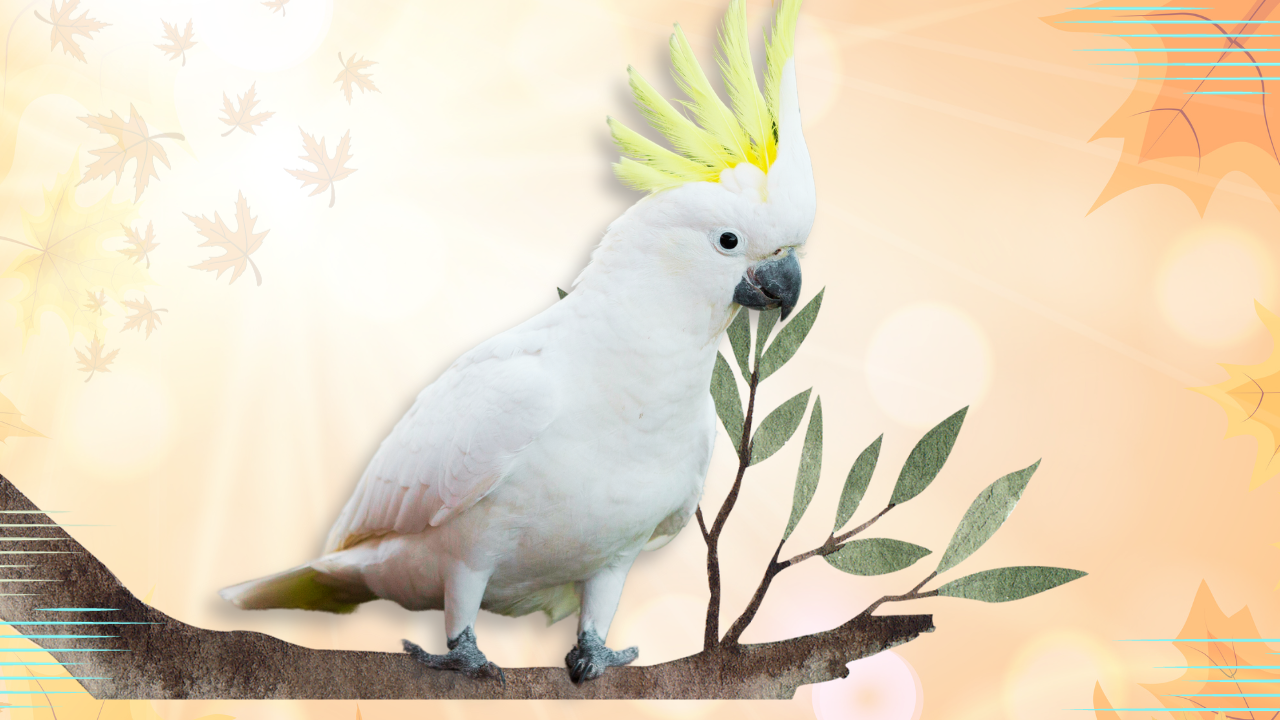 Fall Bird Care Tips To Help Your Parrot Thrive