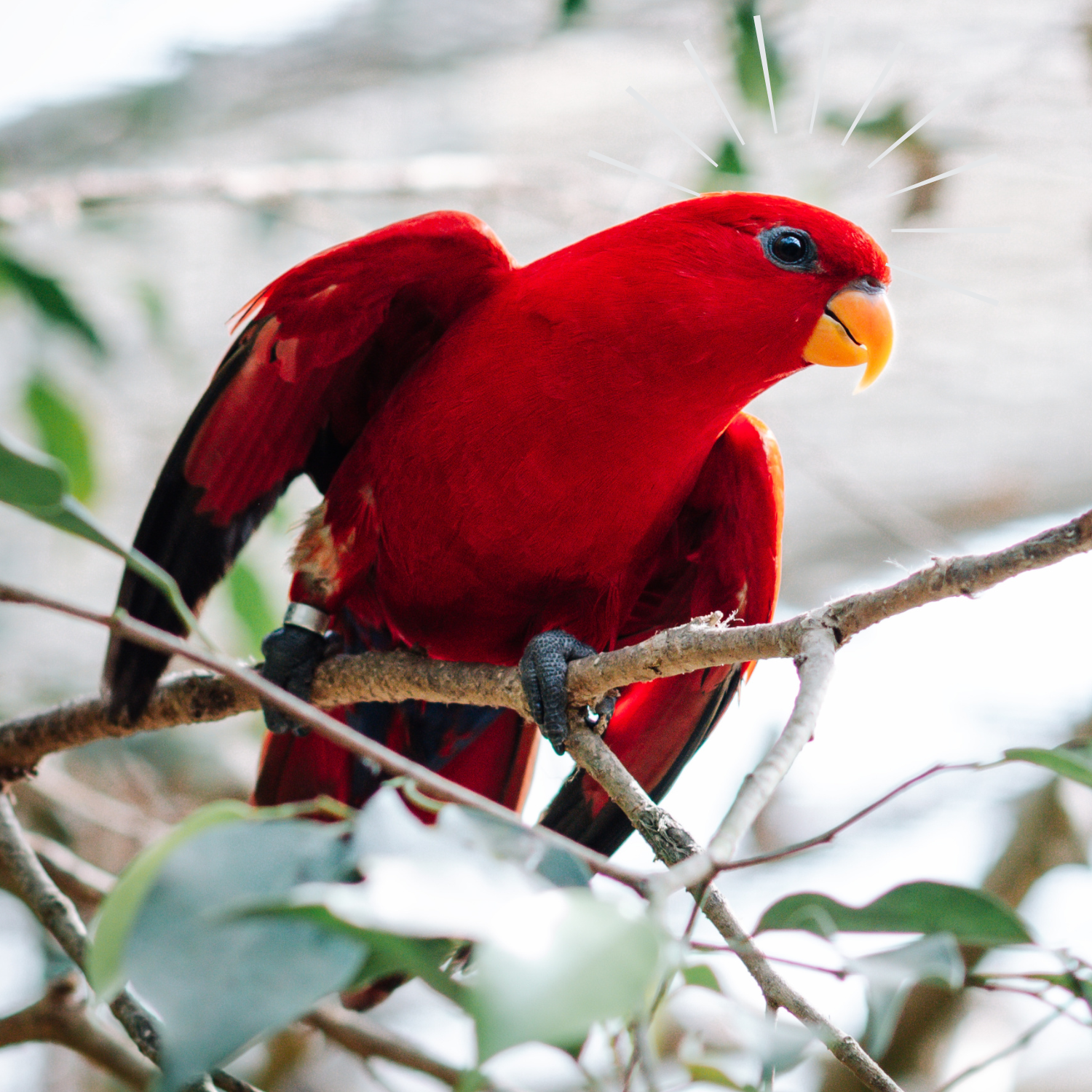 holiday bird care