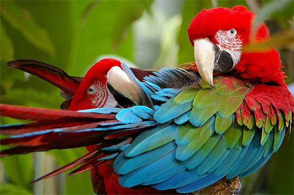 Two macaws preening – common bird hormone trigger that affects behavior