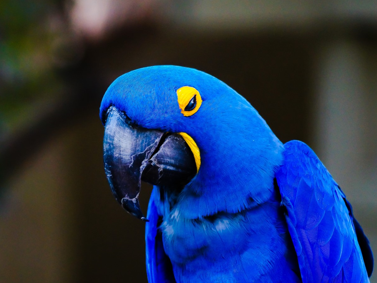 Hormonal Parrot Behavior