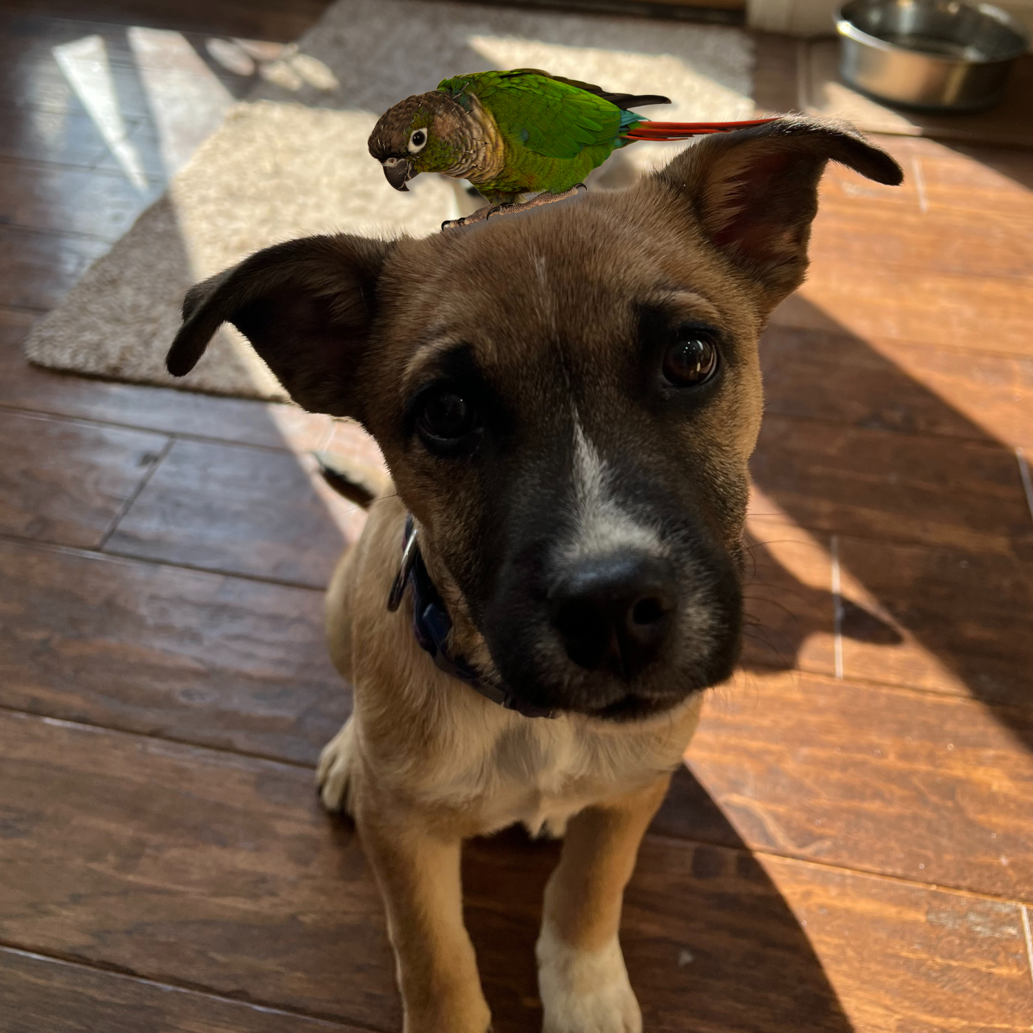 parrot animal attack