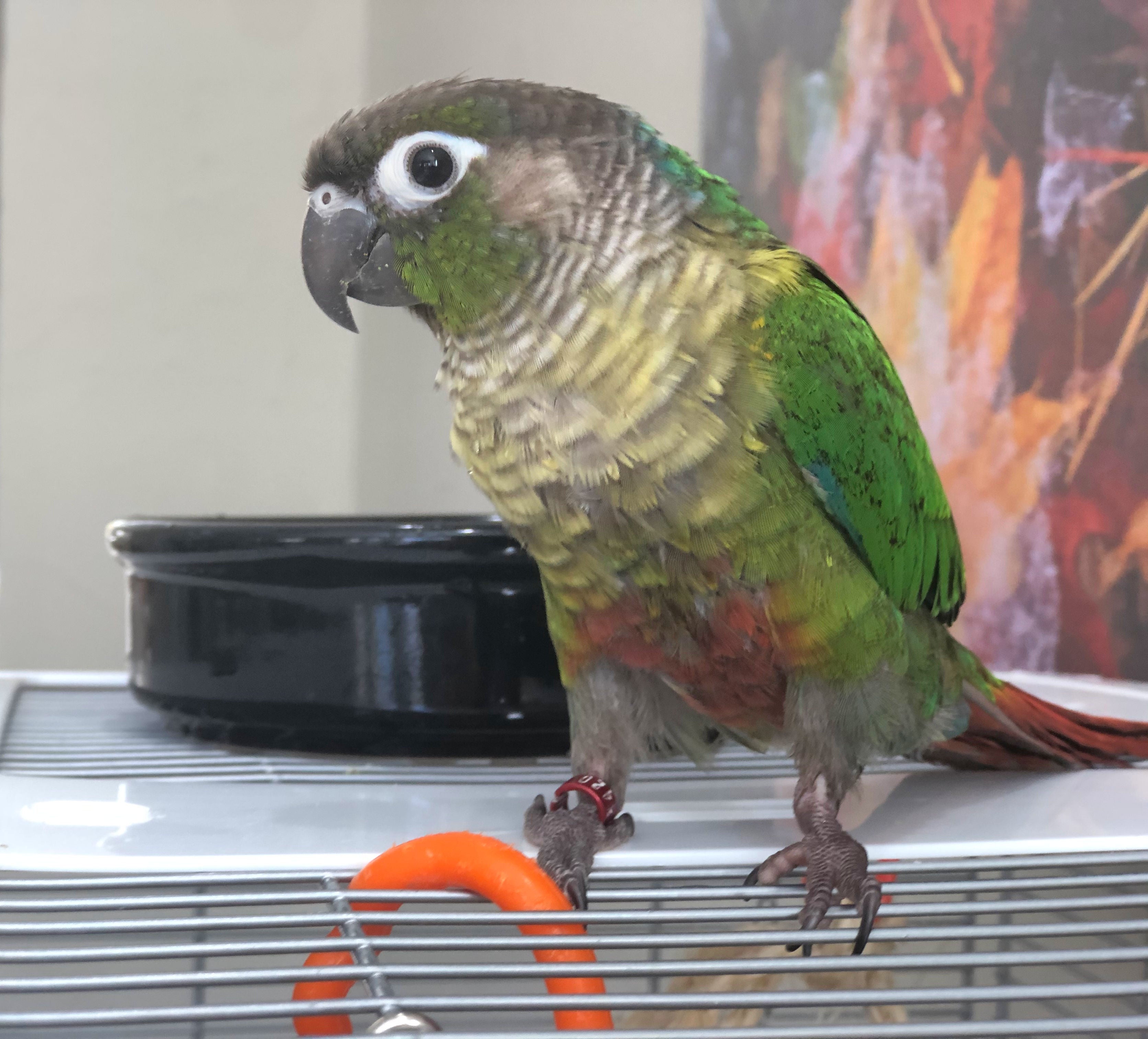 bird bathing in dish