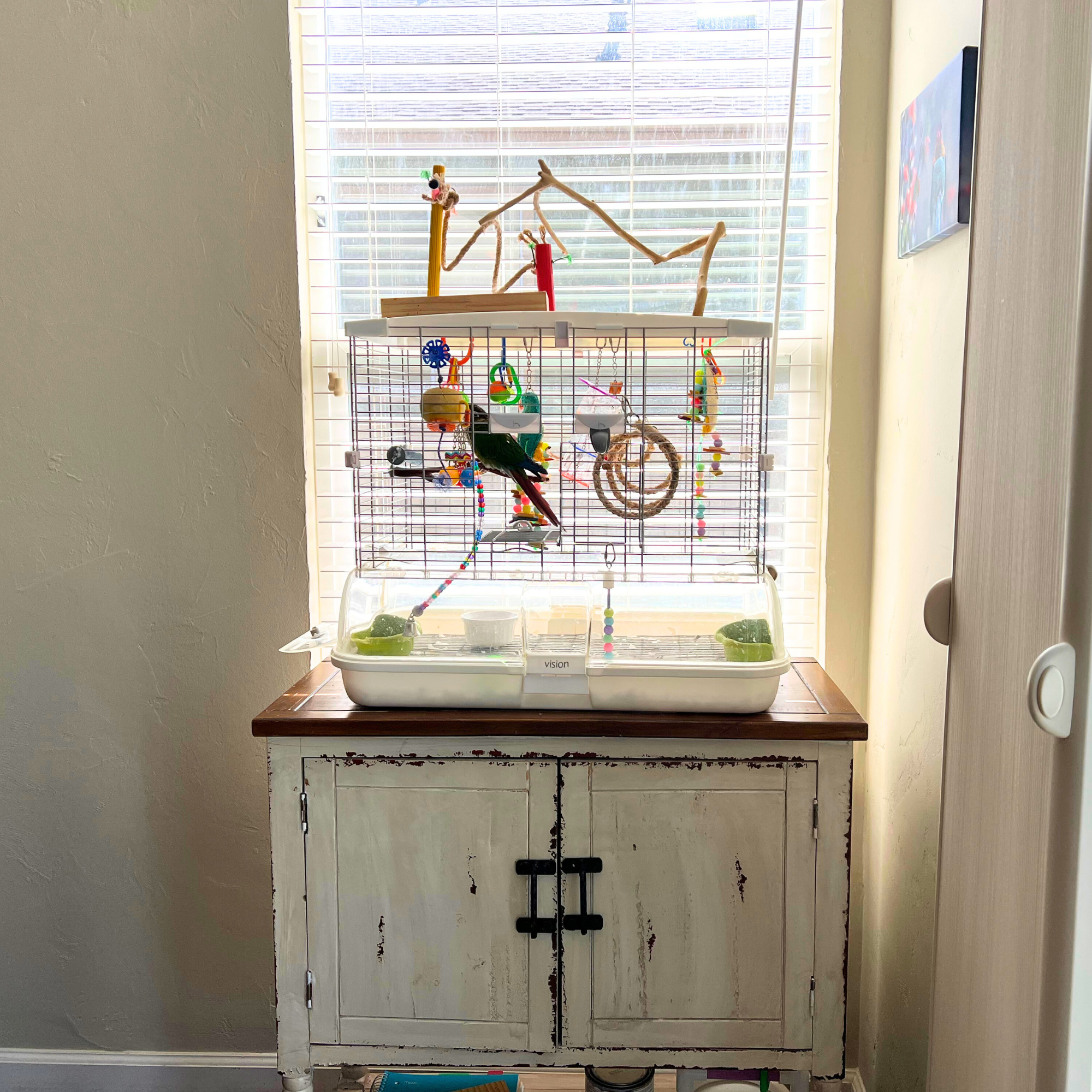 Kiwi's Bird Cage