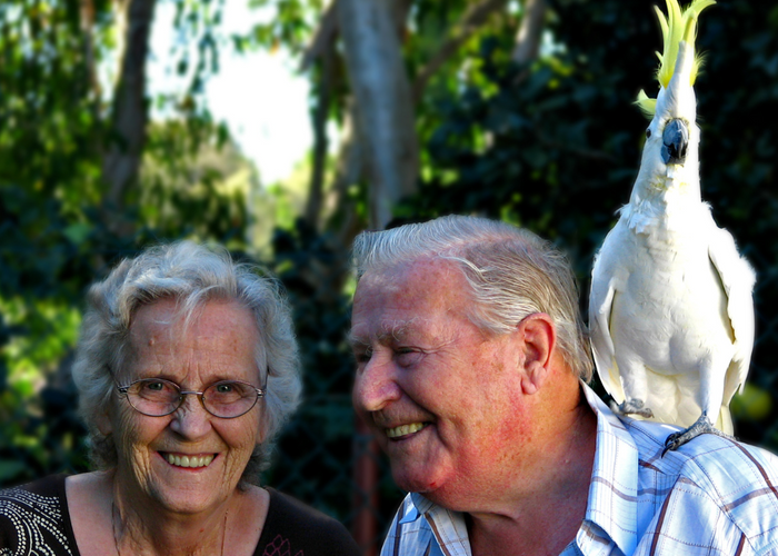 How One Family Stopped Cockatoo Feather Picking: A Case Study
