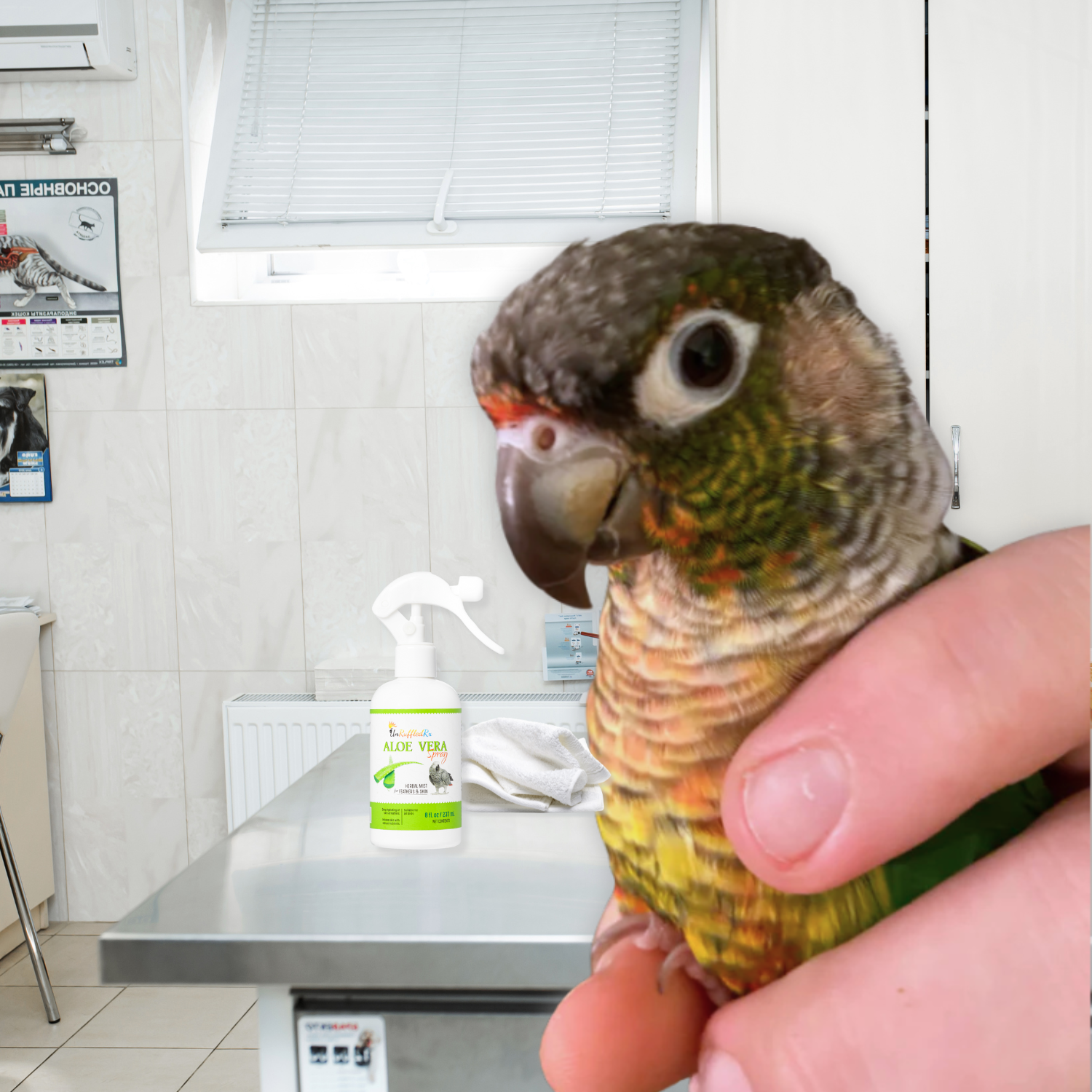 A veterinarian examines a bird losing feathers, addressing concerns about molting and feather plucking