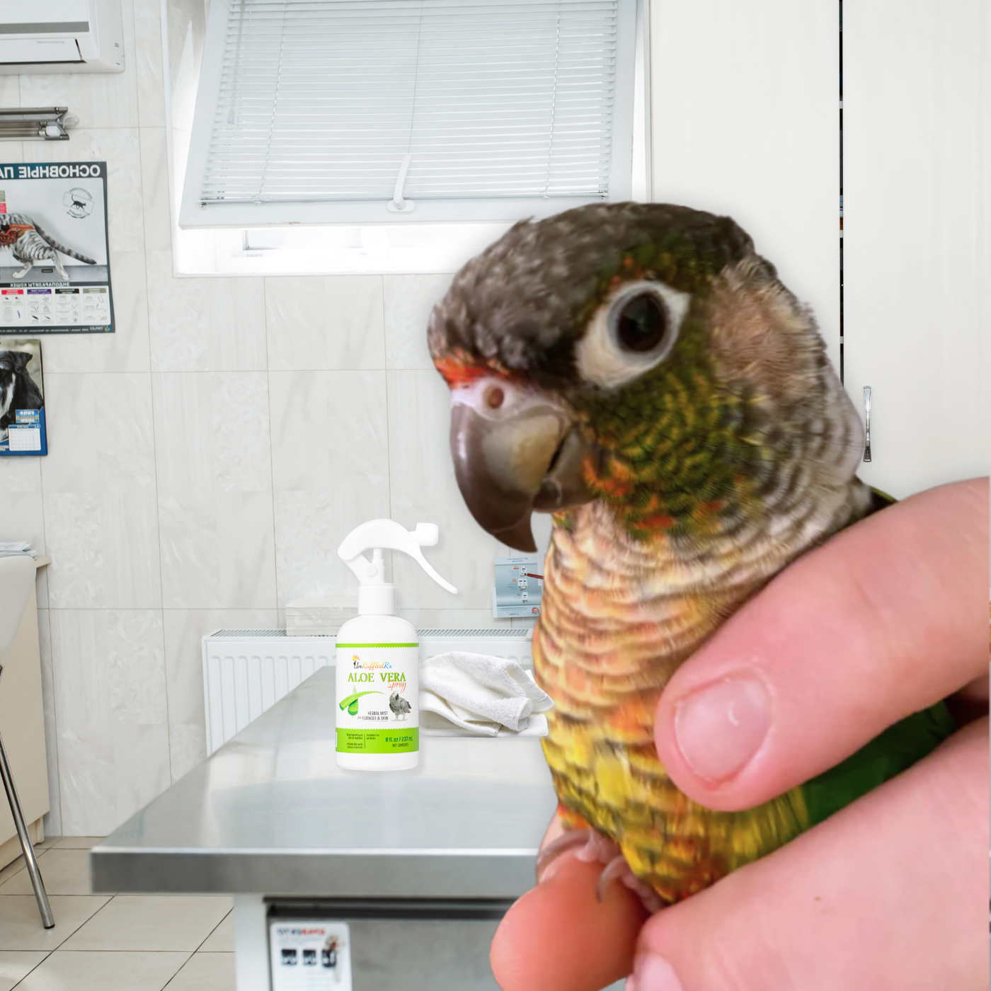 Help! My Bird Is Losing Feathers – Normal or Not?