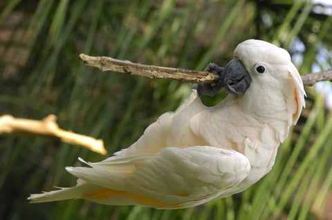 parrot and cockatoo
