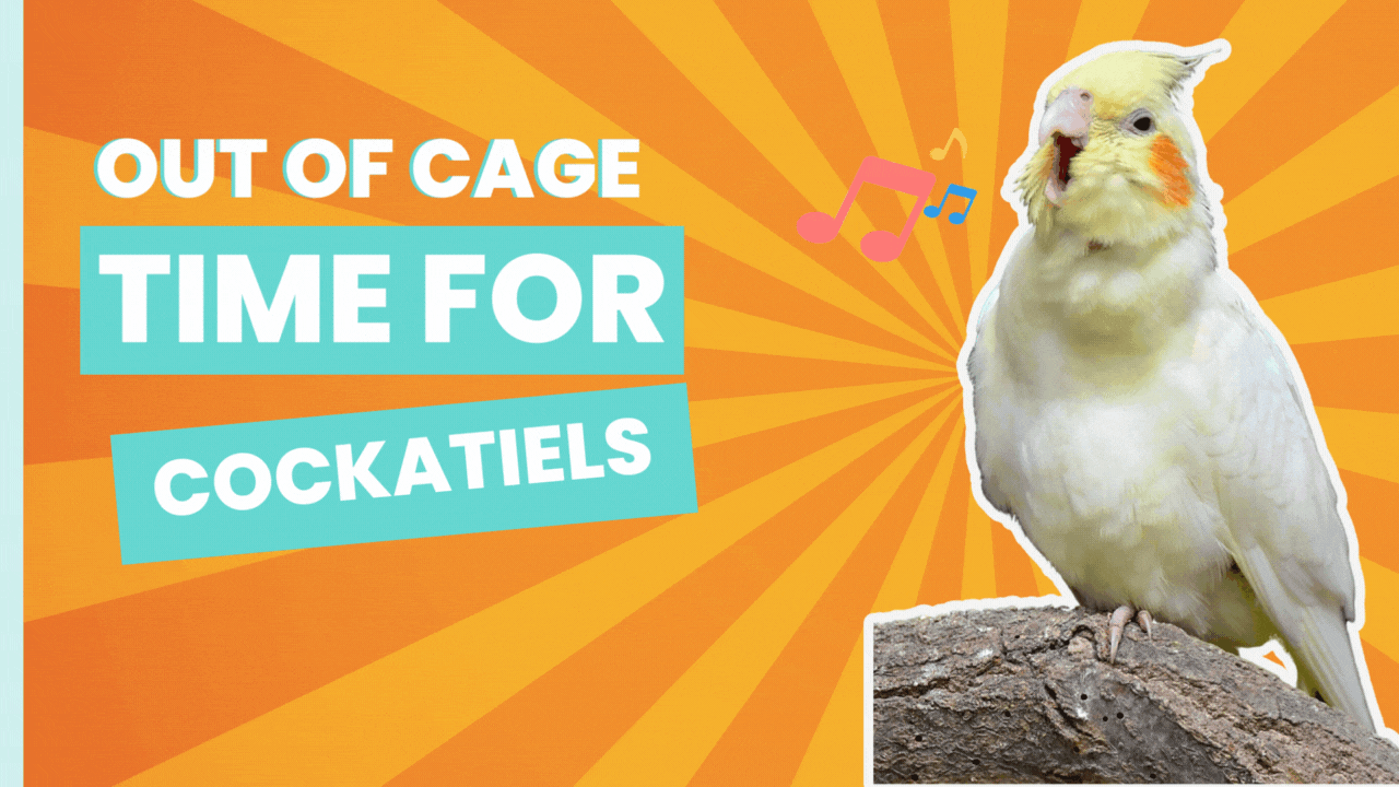 Out of Cage Time For Cockatiels