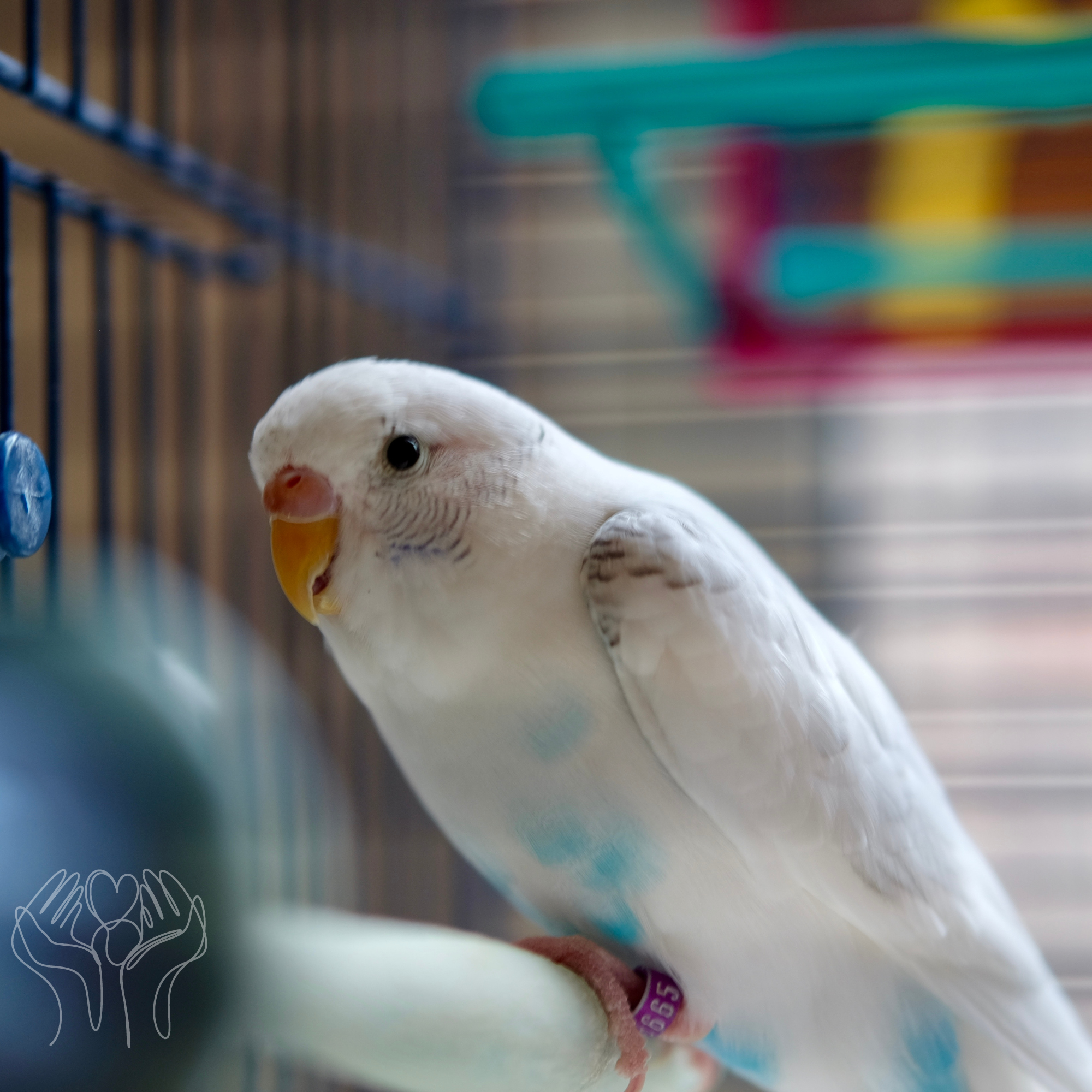 Cage Setup Guide for New Cockatiel & Budgie Parents
