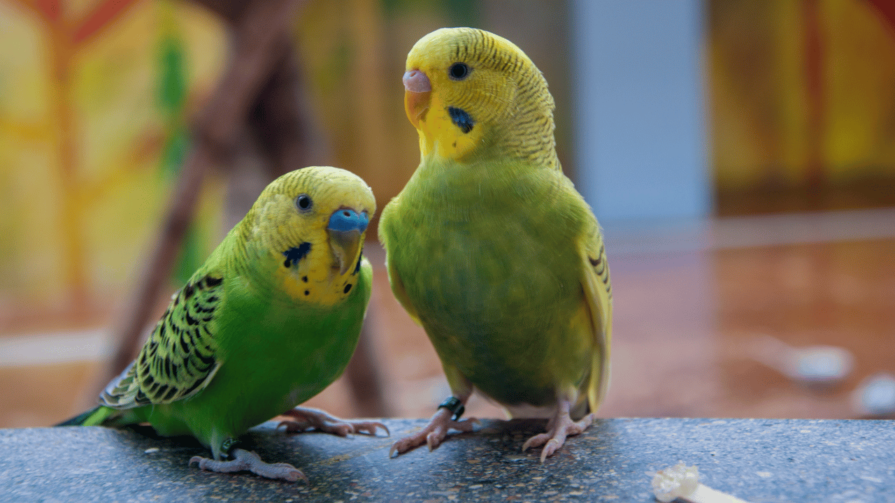 how to take care of a parakeet