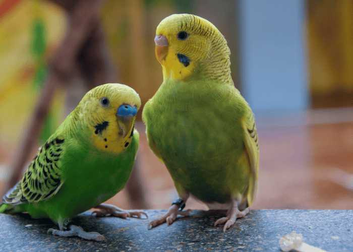 The Ultimate Guide on How to Take Care of a Parakeet