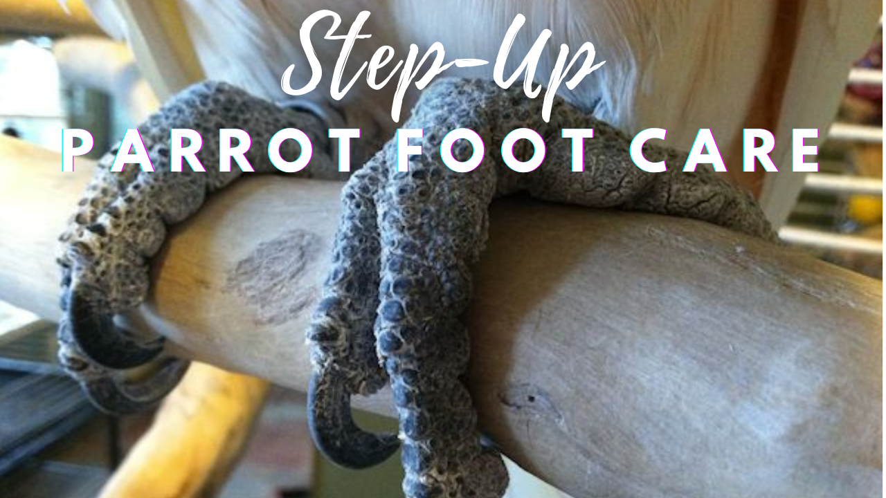 parrot foot care