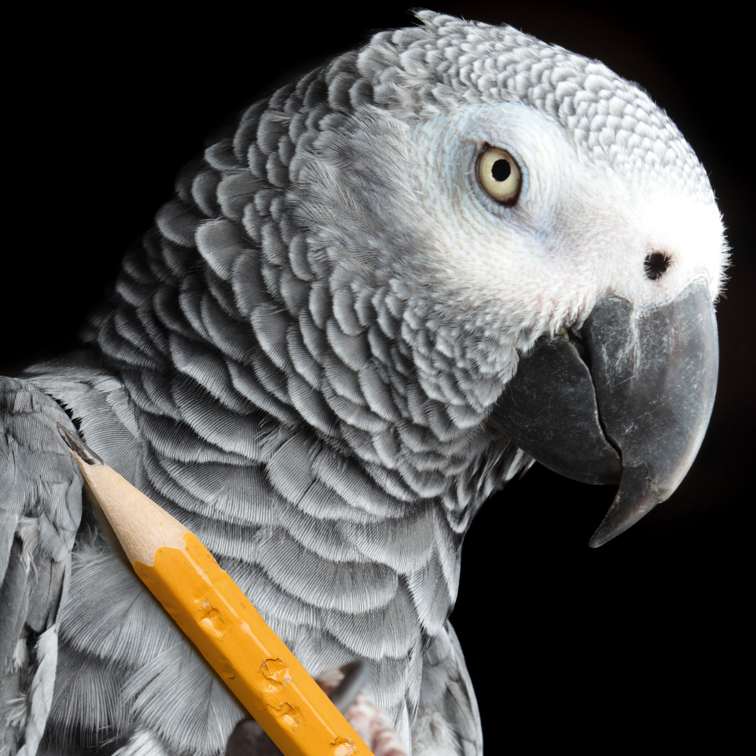 parrot holding pencil