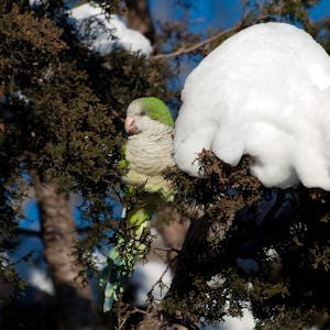 How The Wild Parrots of Brooklyn Survive Winter