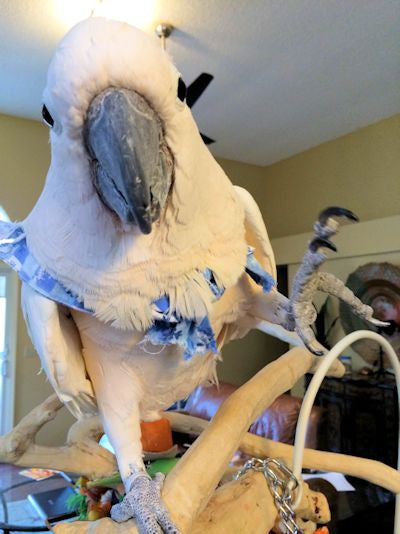 Cockatoo at The Gabriel Foundation – BirdSupplies.com customers supporting parrot rescue