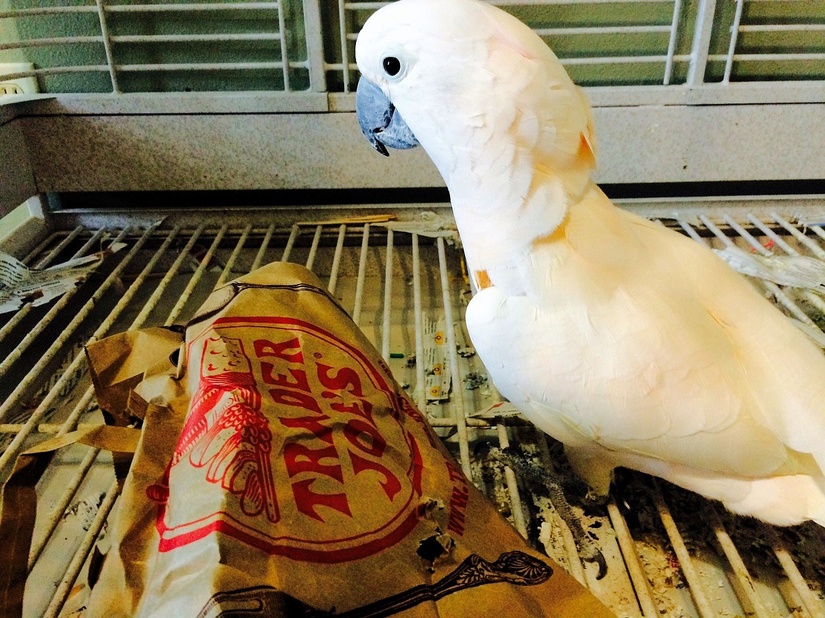 How to Prevent a Parrot from Chewing Furniture