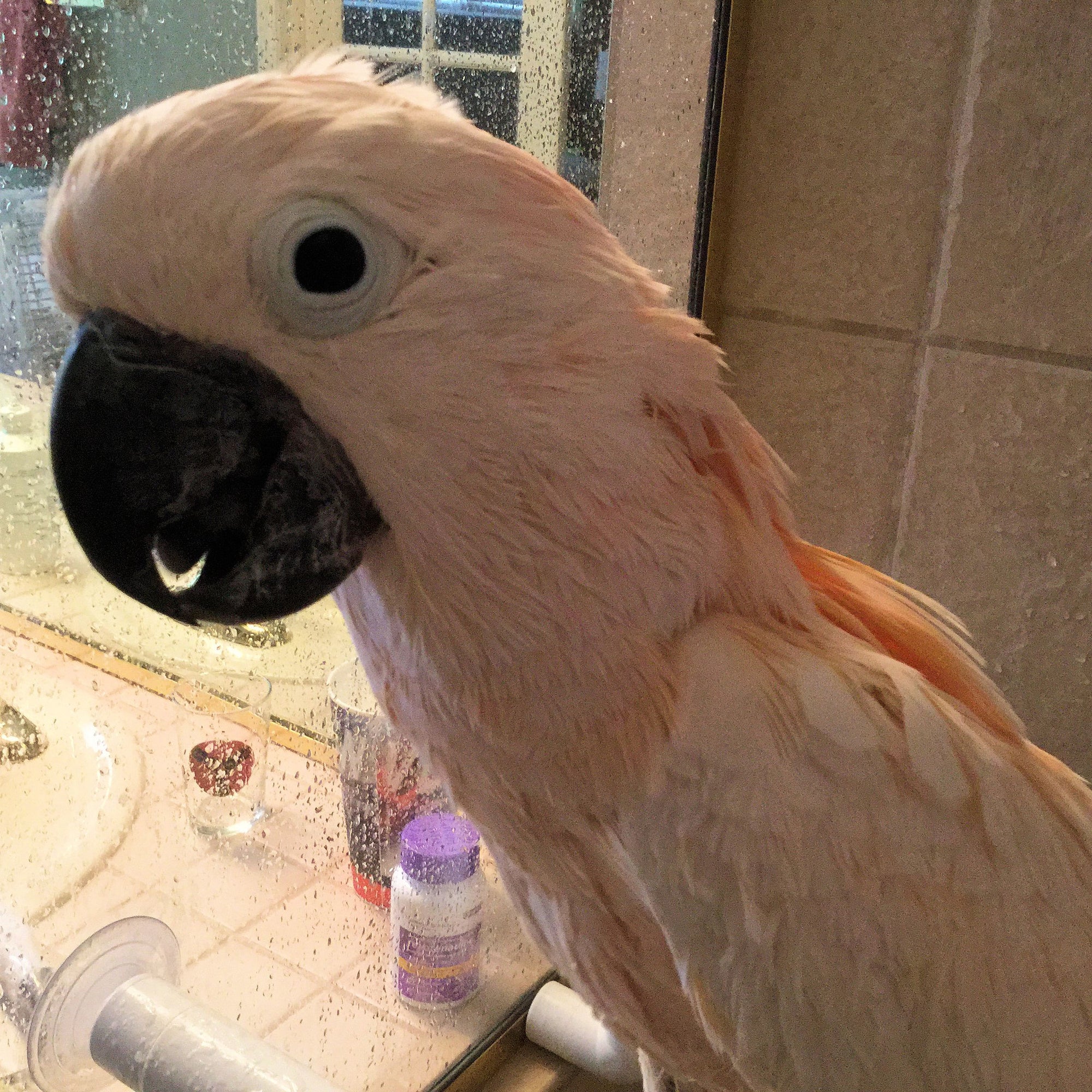 How To Give A Parrot A Bath