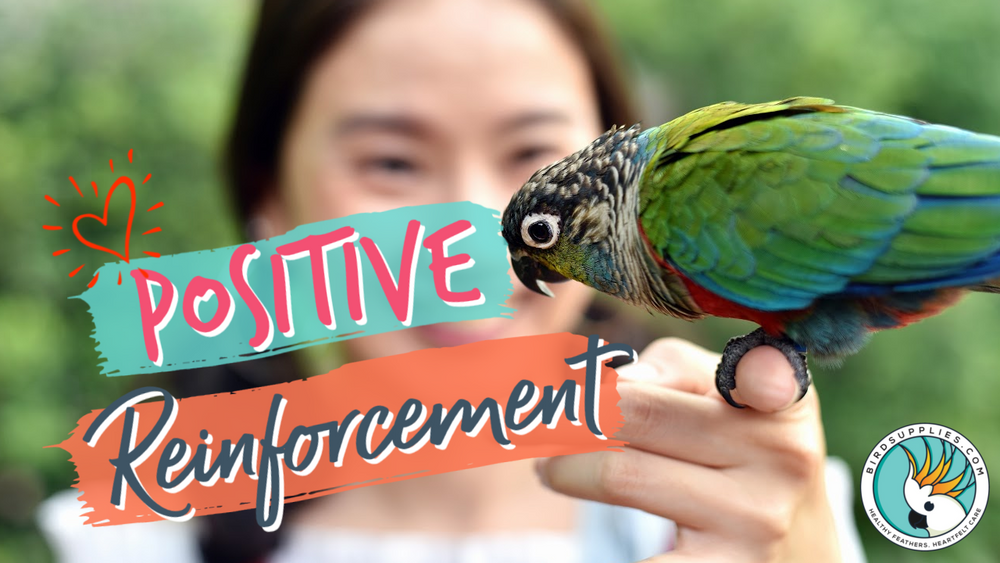 Unlocking the Secrets of Successful Bird Training using Positive