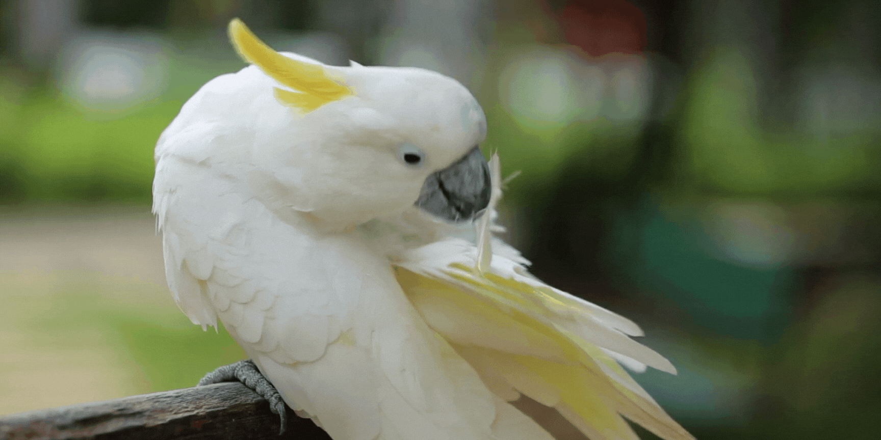feather plucking cockatoo