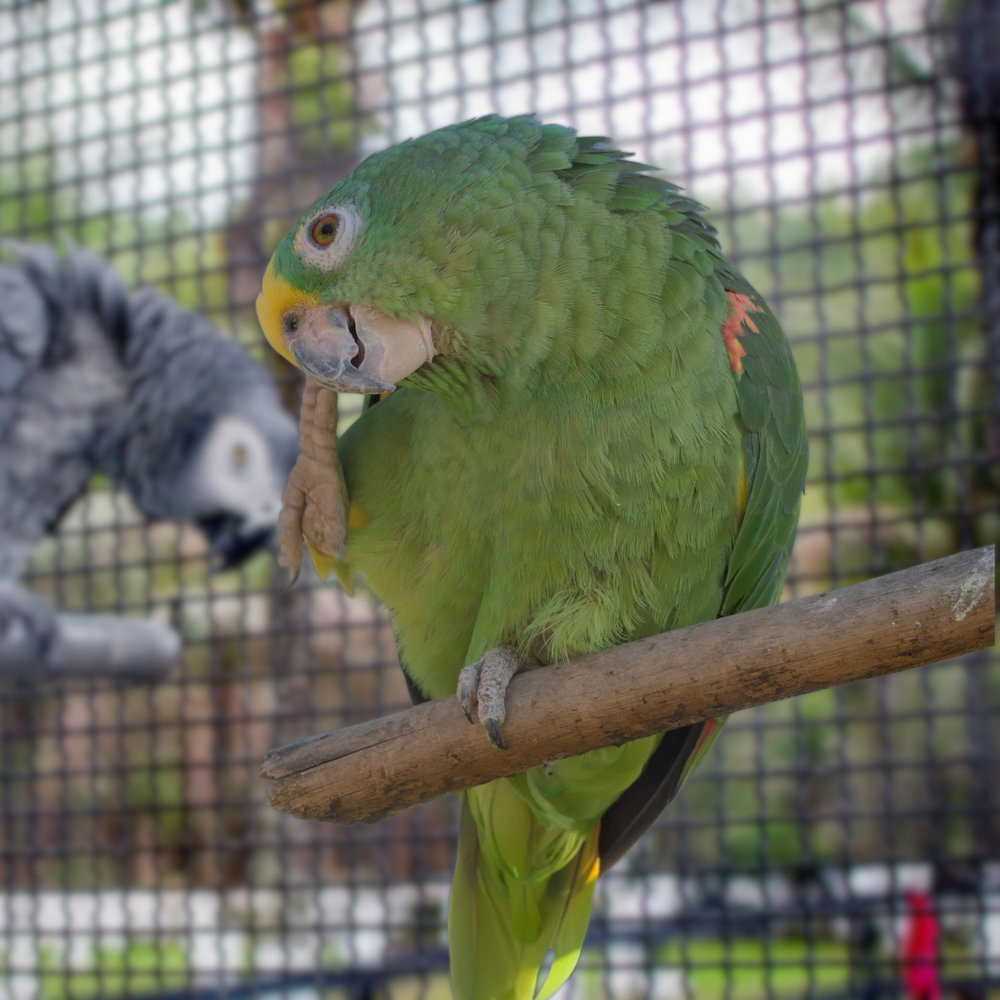Bird Scratching? 7 Reasons Why Is Your Parrot Is So Itchy