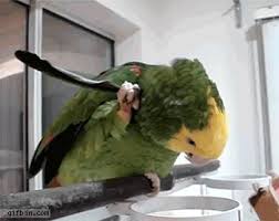 Stressed Amazon parrot – calming benefits of chamomile for anxious birds