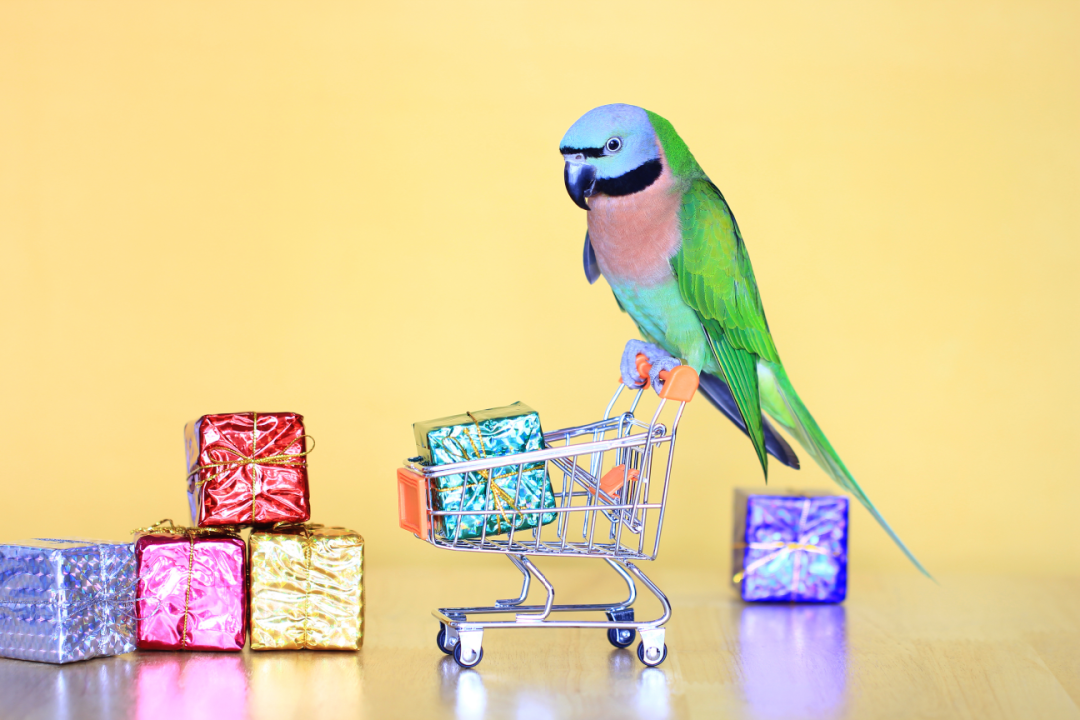 Parrot with Presents