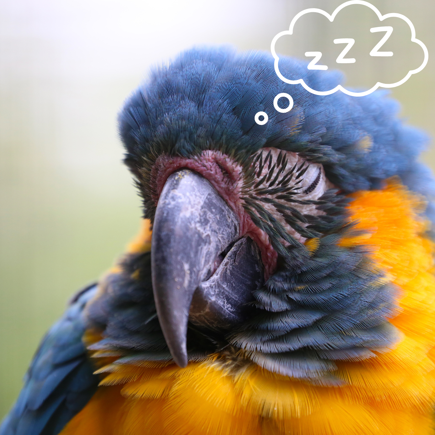 Sleeping parrot