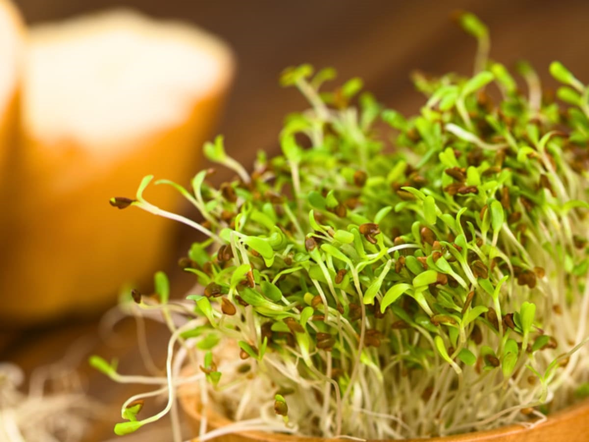 Can Budgies Eat Alfalfa Sprouts? The Ultimate Guide