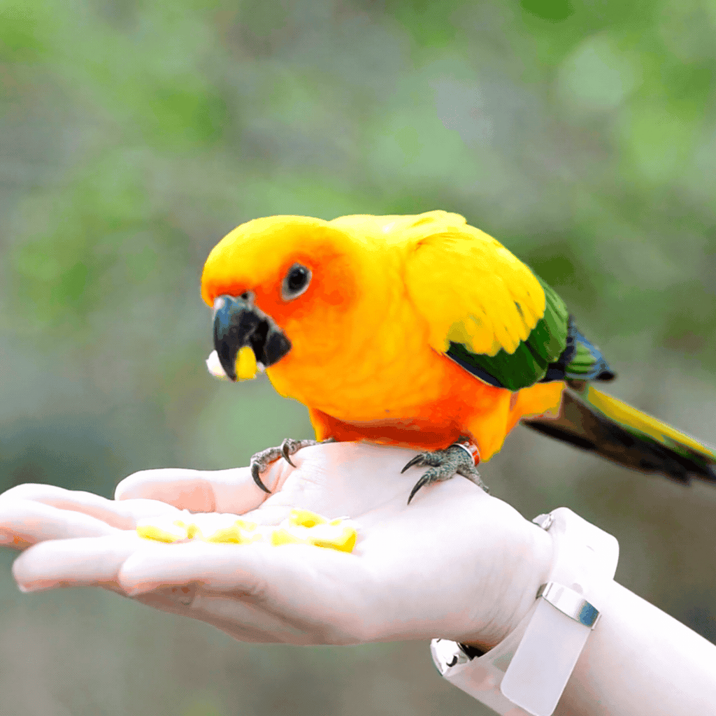 Should I Give My Bird Vitamins: Essential Tips for Healthy Pets