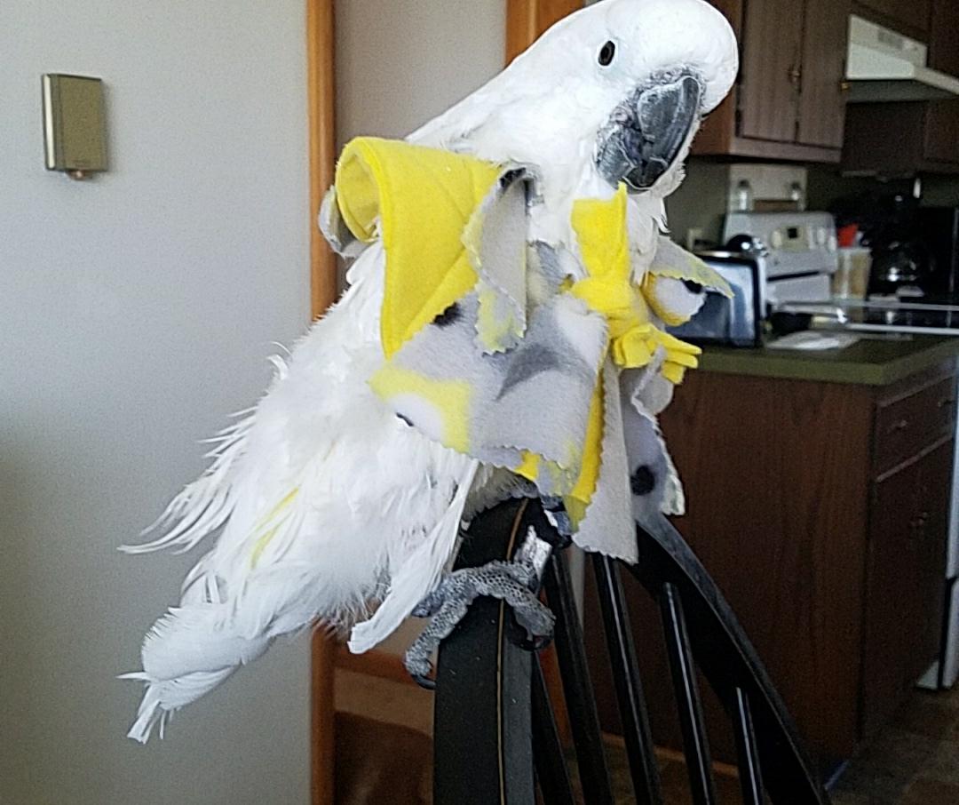 How to do a Time Study for Parrot Feather Plucking