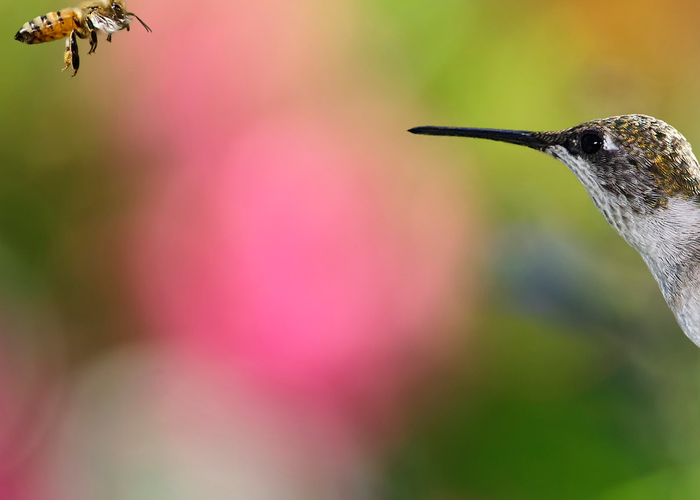 Hormonal Parrot Series: Birds Do It, Bee's Do It!