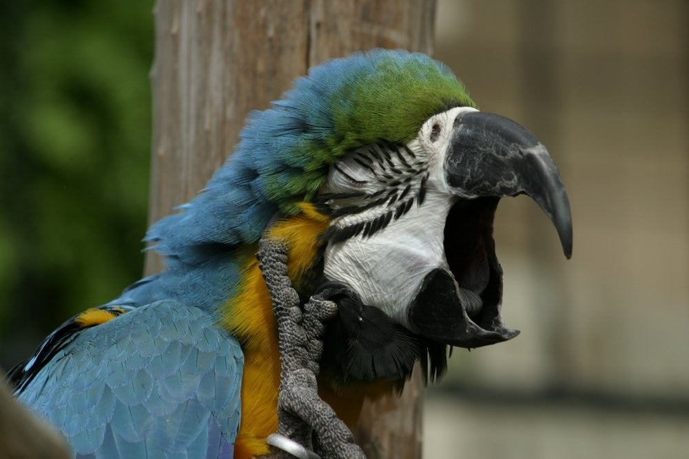 Bird Breathing