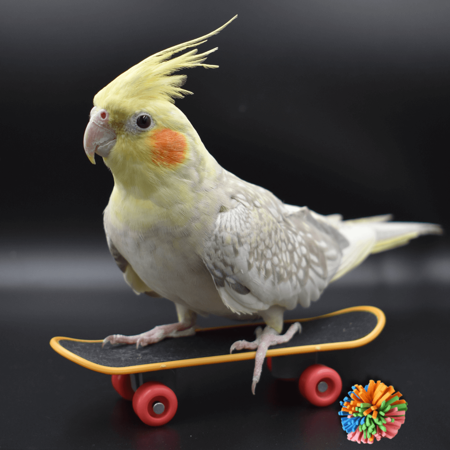 cockatiel toys