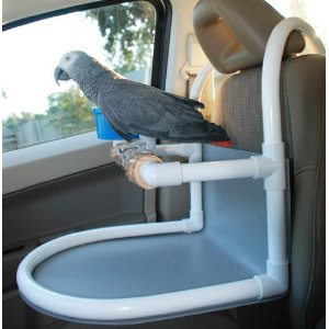 Car travel with Birds