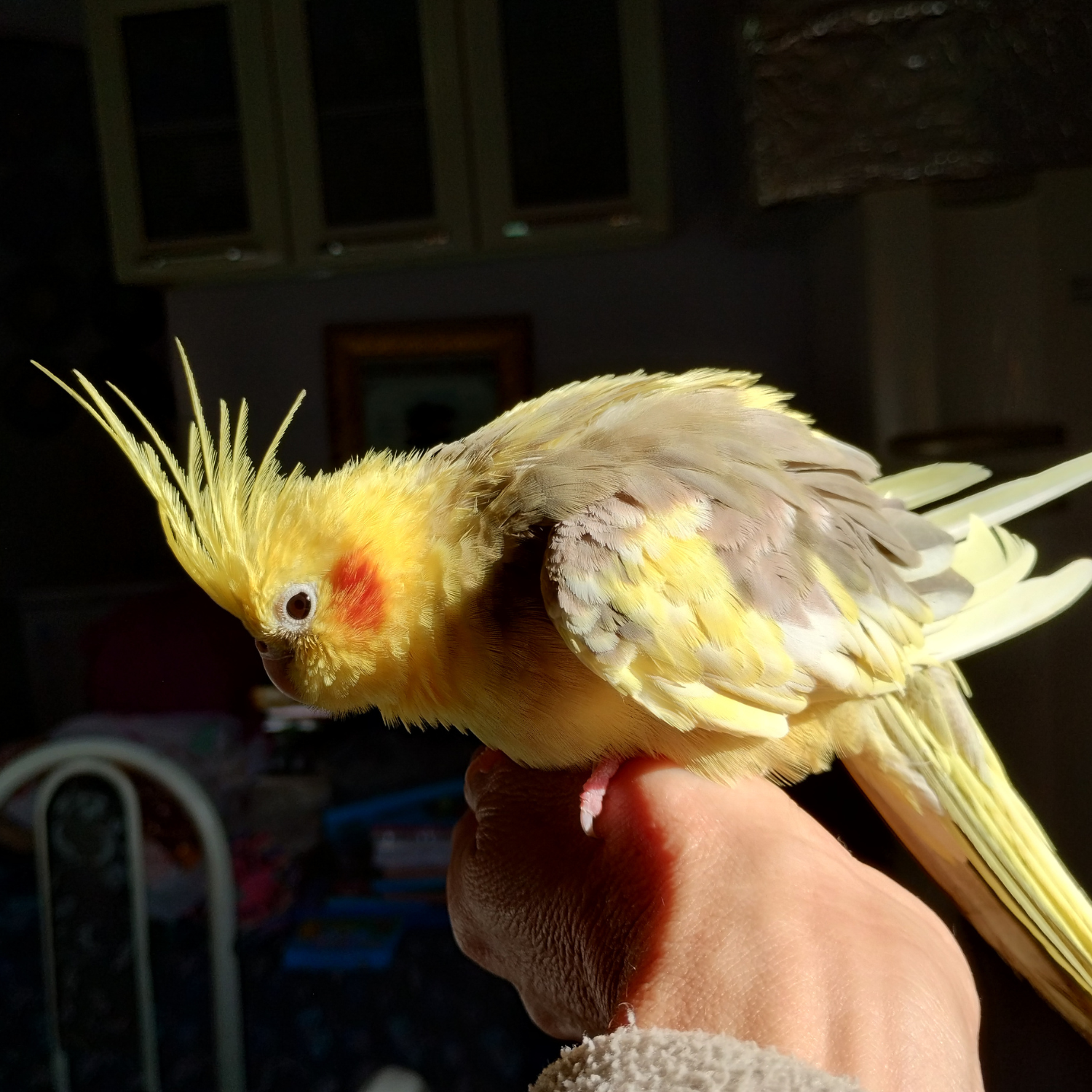 caring for cockatiels