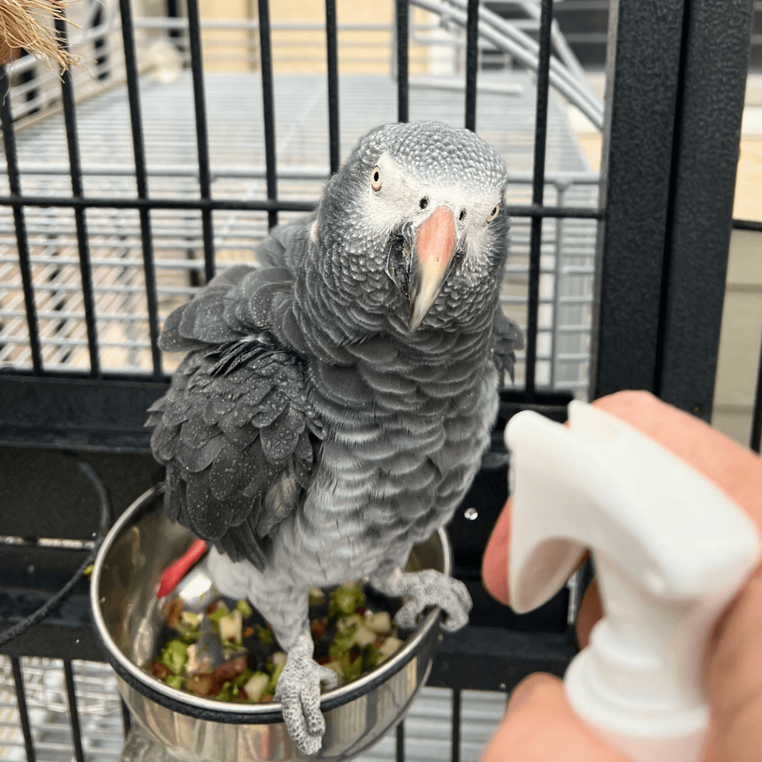 feather plucking bird