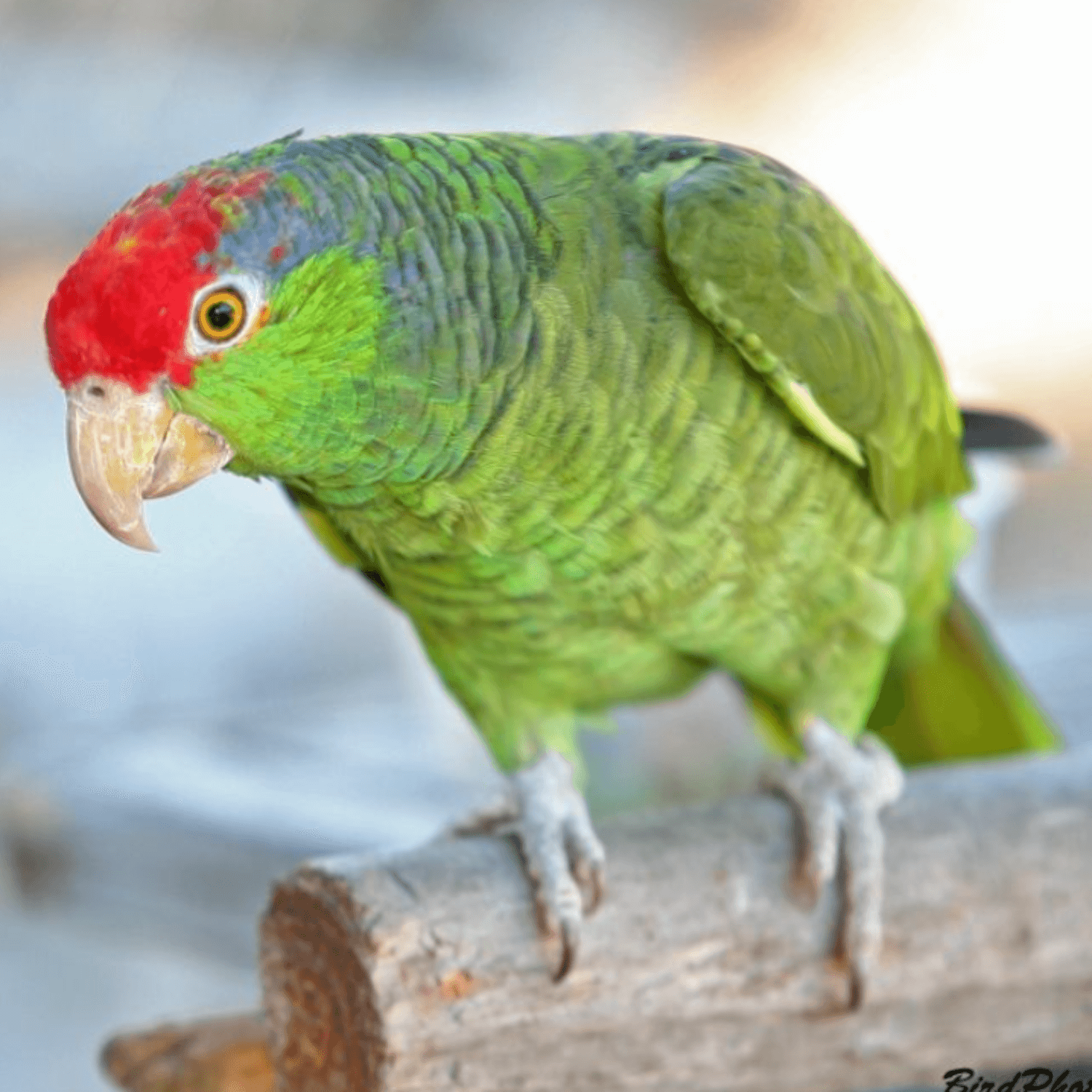 Bird Safety Alert: 15 Everyday Items That Can Poison Birds!