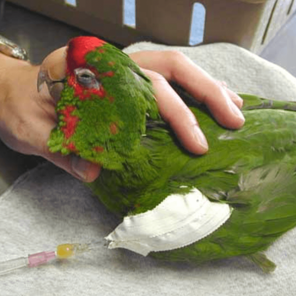 injured parrot