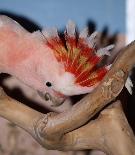 How Did the Major Mitchell Cockatoo Get Its Name?