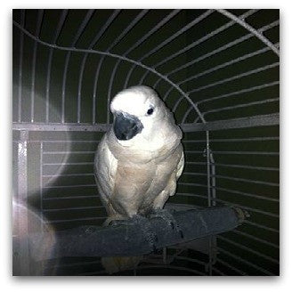 bird sleep needs