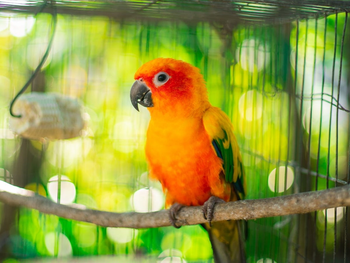 Parrot Tips Maximize Your Parrot Carrier's Potential: Tips and Tricks