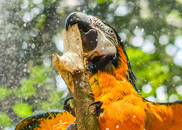 3 Homemade Bird Treats Your Parrot Will Love This Summer