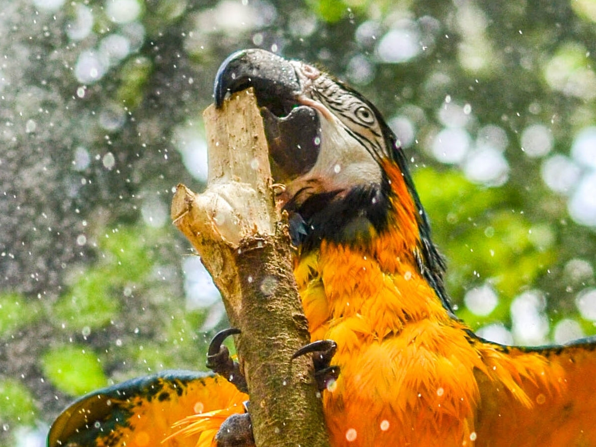 Parrot enjoying a homemade bird treat – easy DIY summer snacks for birds