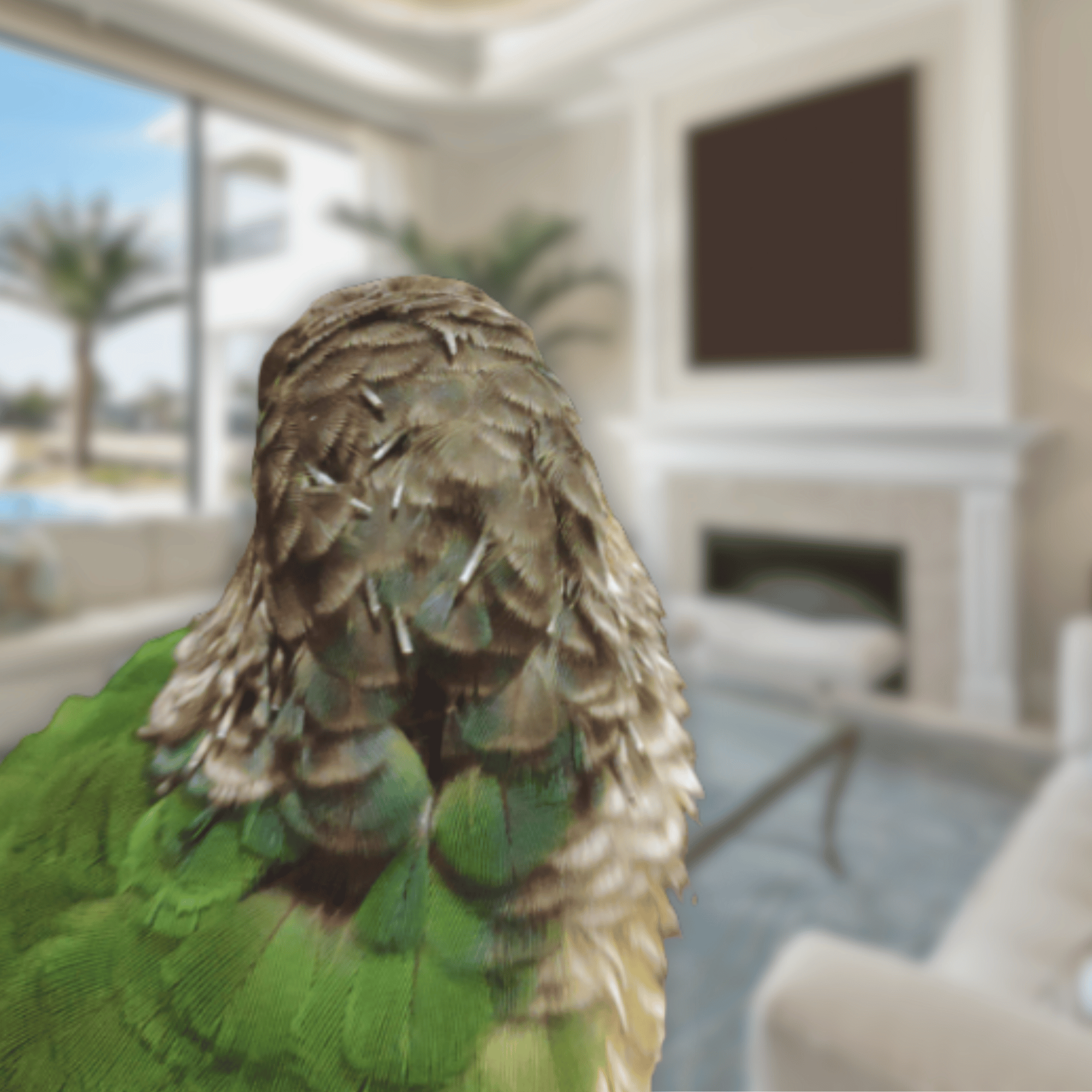 molting parakeet