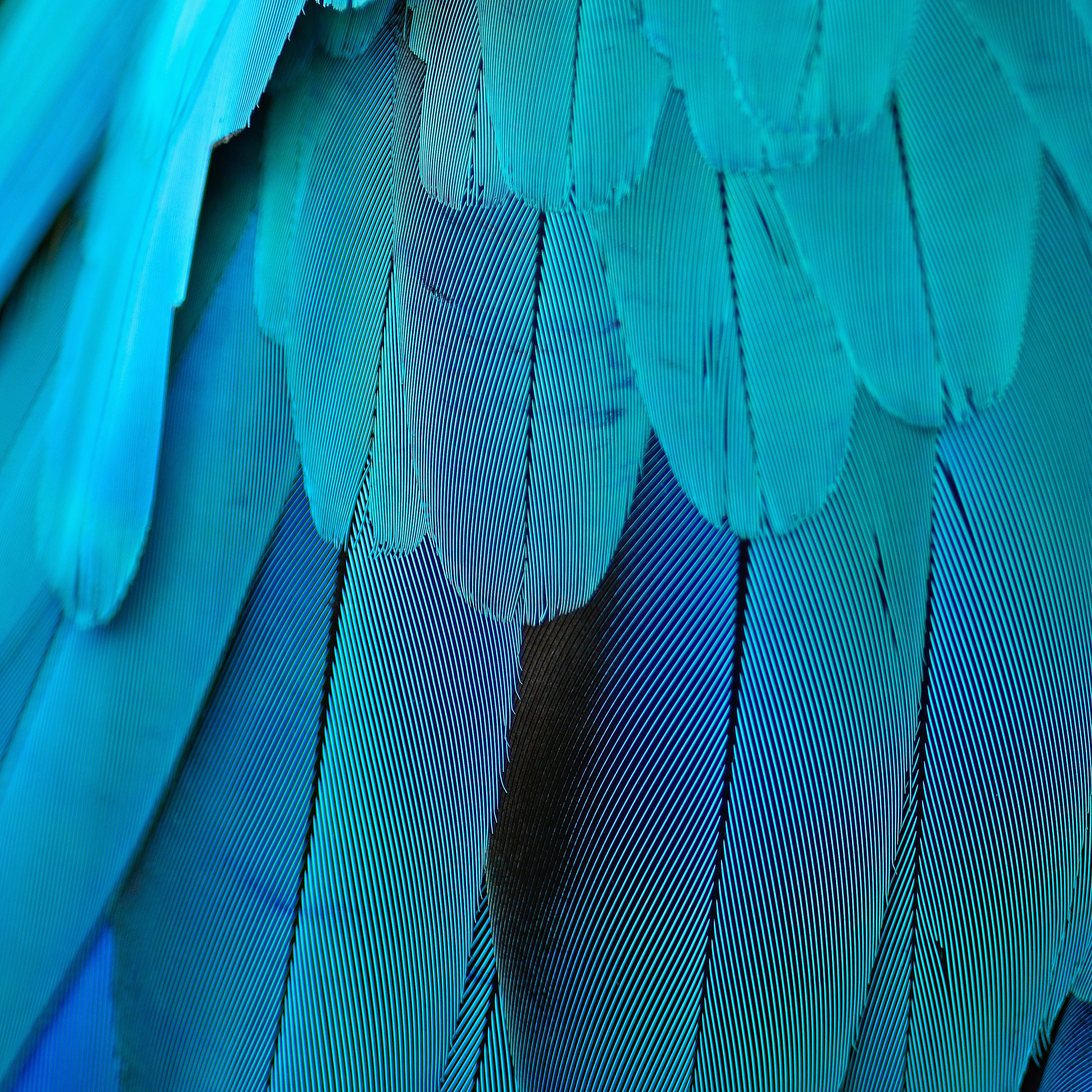 feather plucking birds