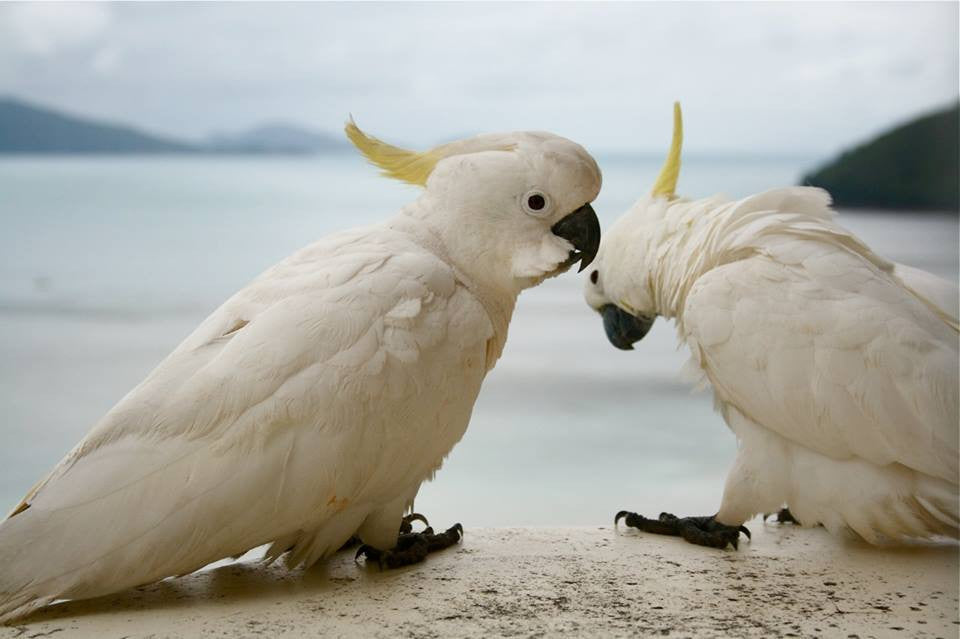 Cockatoos Pair